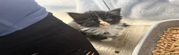Mixed Breed cats for sale: RAGDOLL X kittens in Bristol - Advert 3