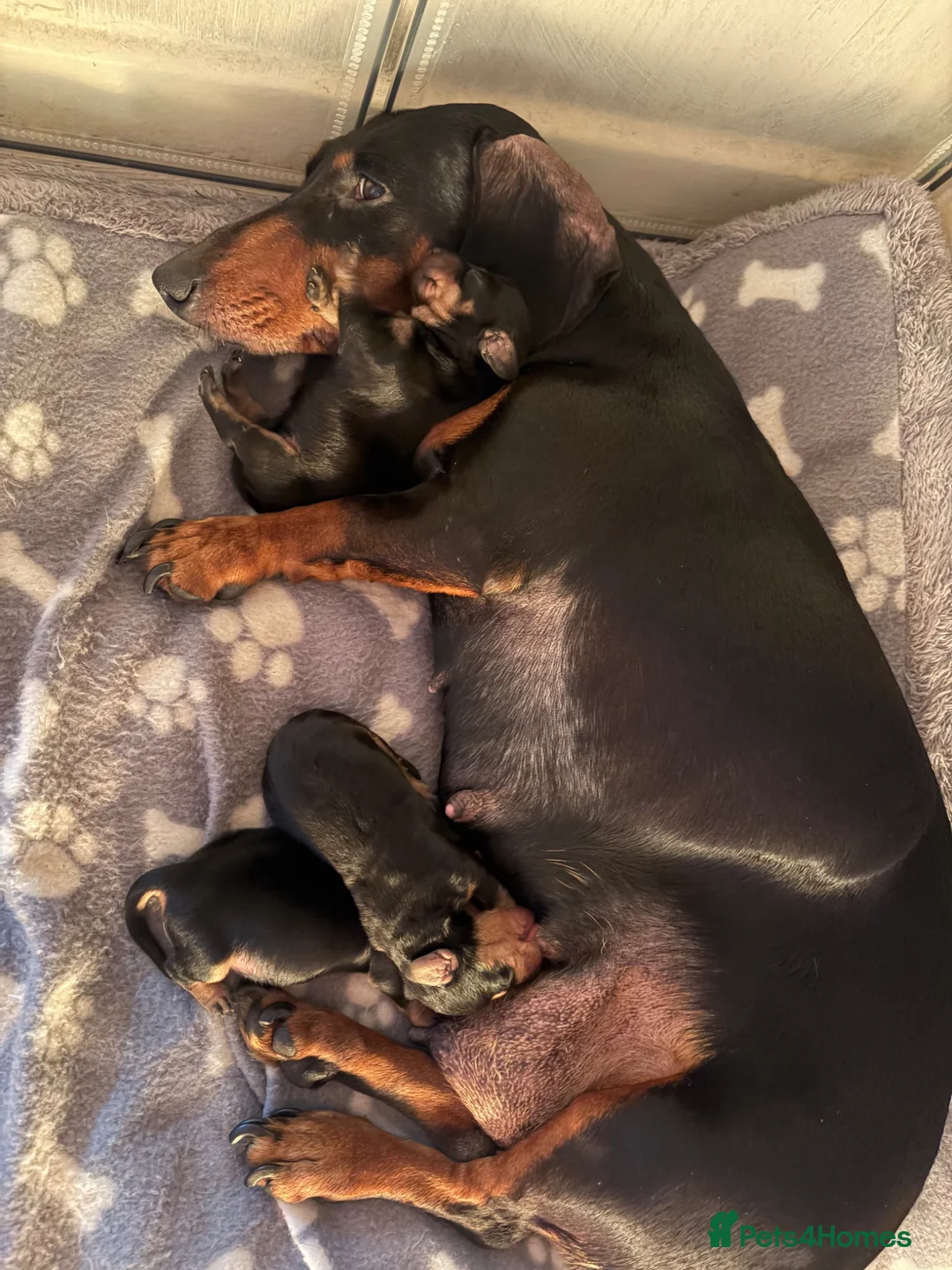 Miniature Dachshund dogs for sale: Miniature Dachshunds Ready to Leave  - Advert 7