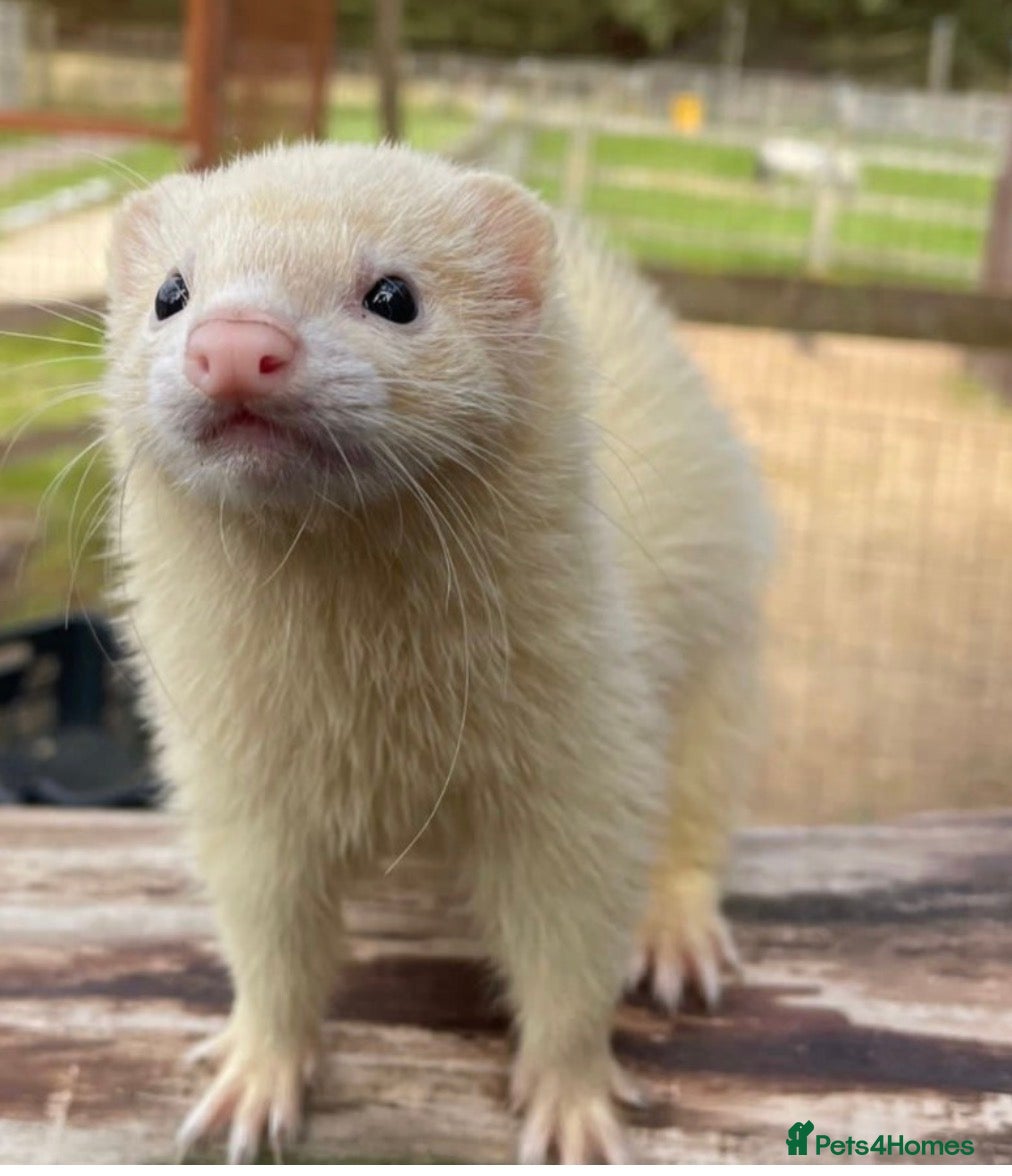 Ferret rodents Selling 2x girls ferrets in Basingstoke  - Advert 2