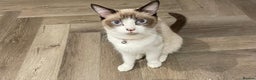 Ragdoll cats for sale: ✨ Ragdoll Kitten – £500 ✨ - Advert 1