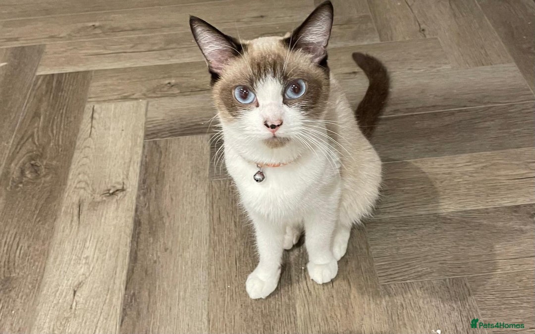 Ragdoll cats for sale: ✨ Ragdoll Kitten – £500 ✨ - Advert 1