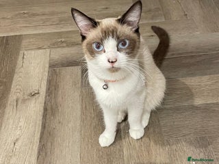Ragdoll cats ✨ Ragdoll Kitten – £500 ✨ - Advert 2