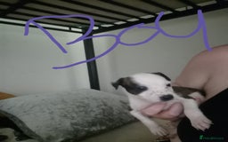 Mixed Breed dogs for sale:  dad pocket bull staffy cross  mom staffy collie - Image 9