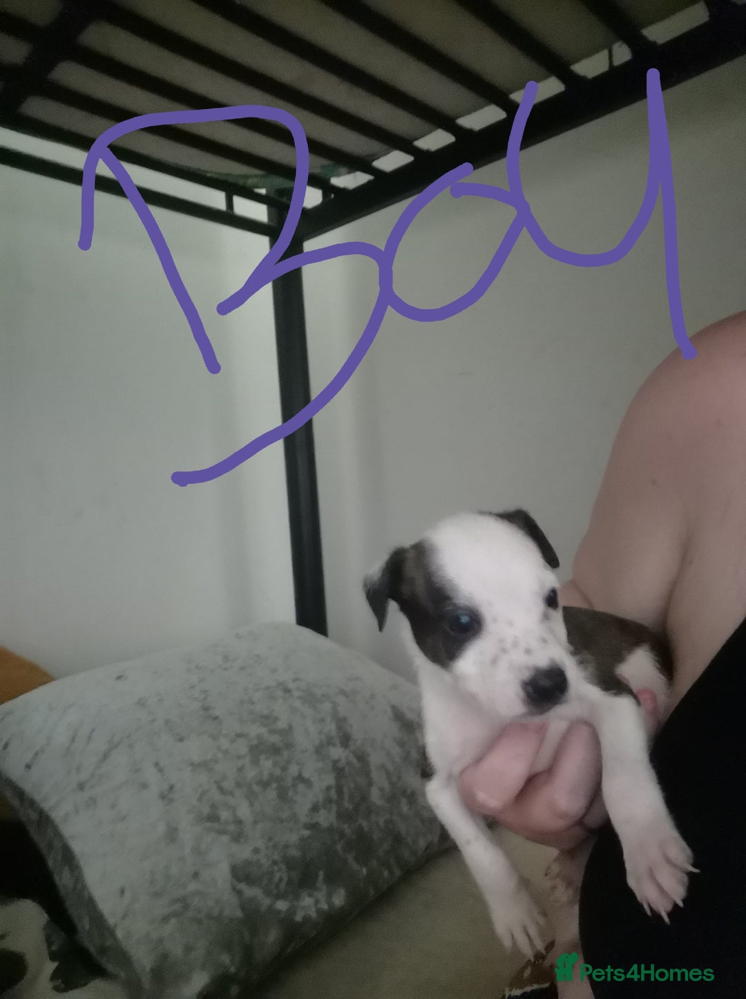 Mixed Breed dogs for sale:  dad pocket bull staffy cross  mom staffy collie - Image 9