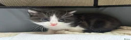 Mixed Breed cats for sale: Litter of Black & Black-and-White Kittens in Inverurie - Advert 4