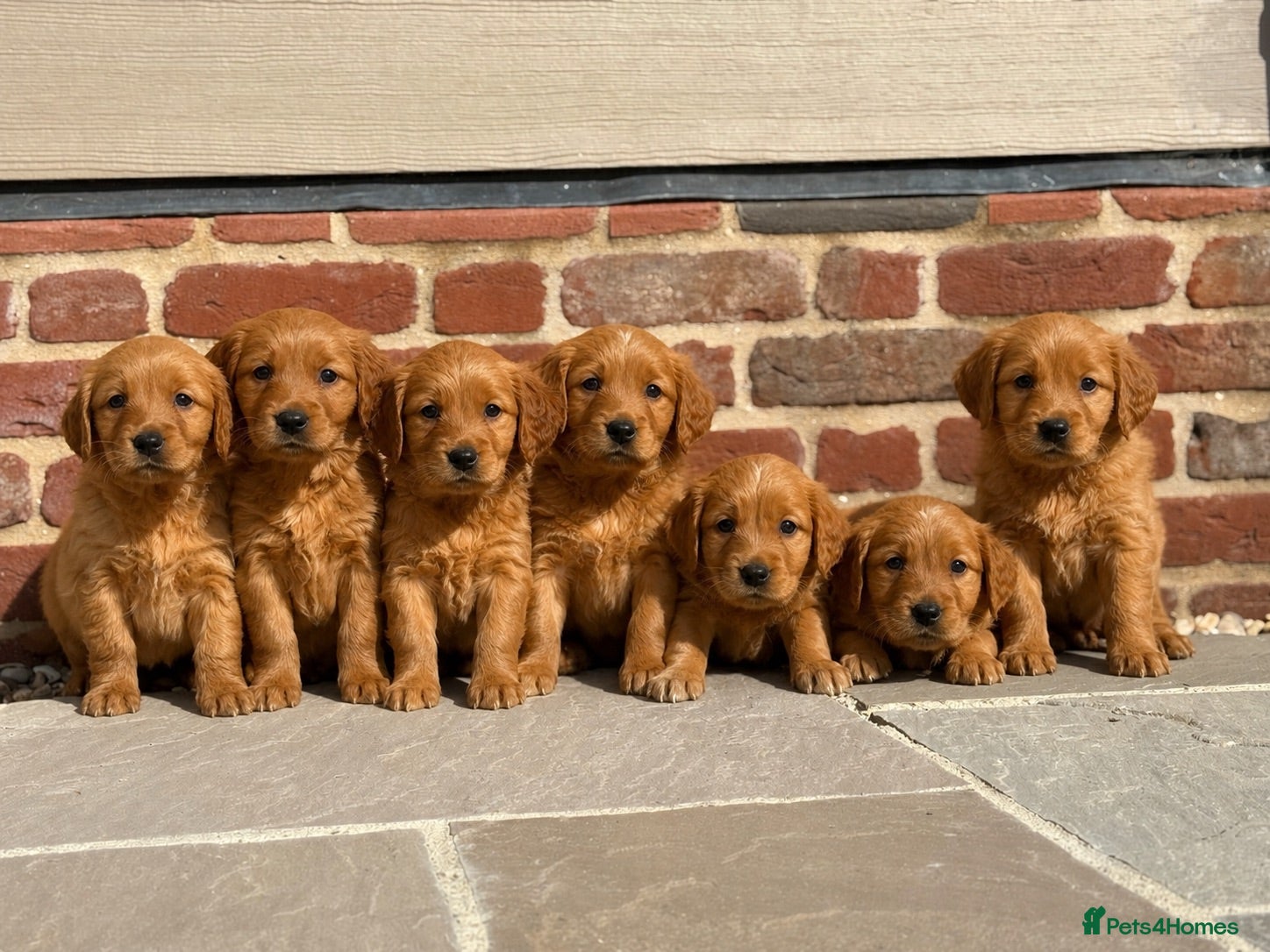 Golden Retriever dogs Exceptional, dark KC working golden retrievers  - Advert 1