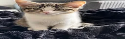 Domestic Shorthair cats for sale: Mimi  - Advert 5