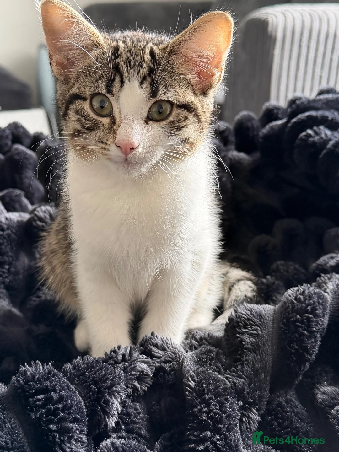 Domestic Shorthair cats for sale: Mimi  - Advert 5