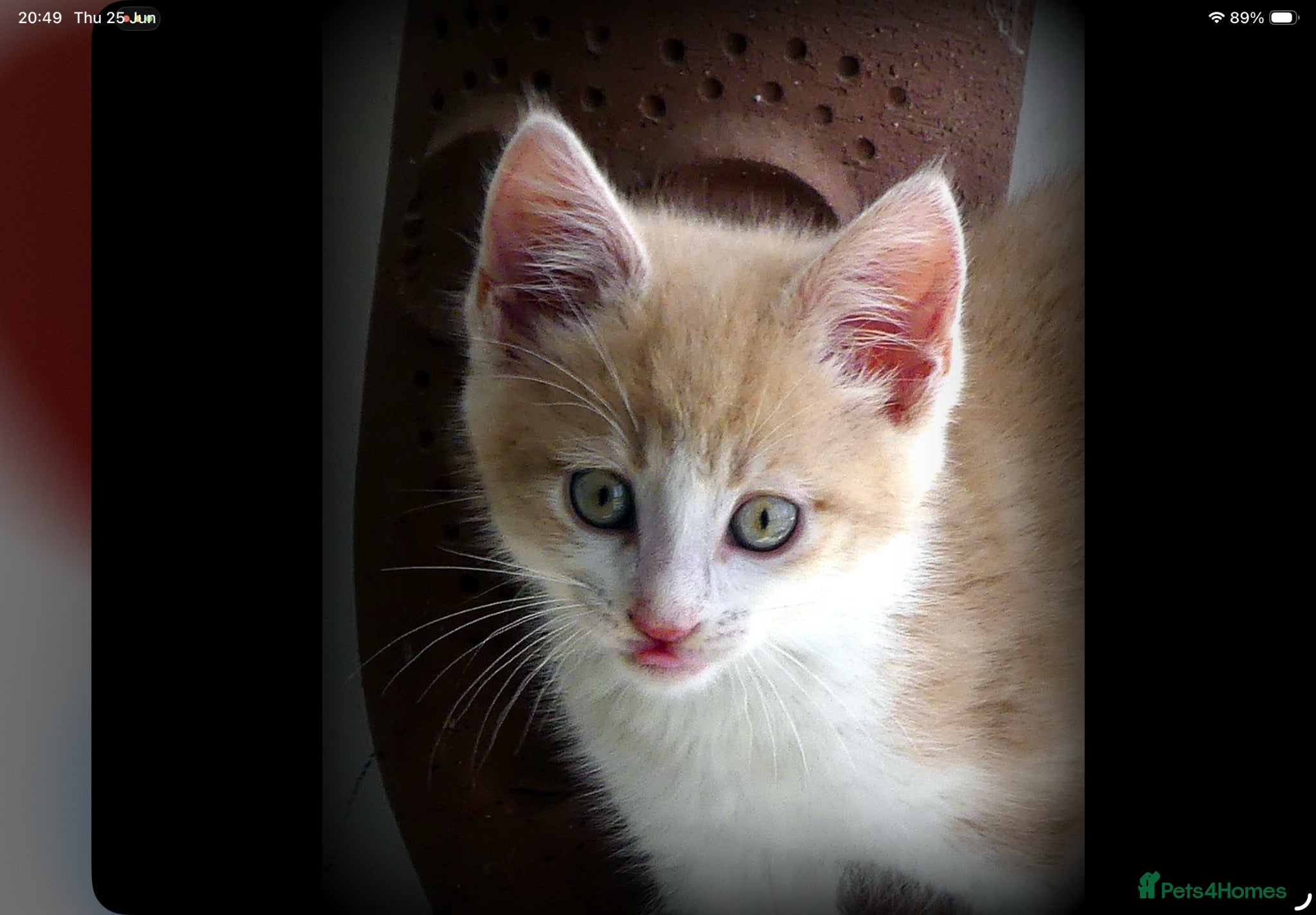 Mixed Breed cats Adorable Ragdoll x Maine Coon mix kittens  - Advert 3