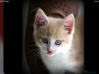 Mixed Breed cats Adorable Ragdoll x Maine Coon mix kittens - Advert 8