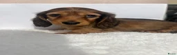 Miniature Dachshund dogs for sale: Mini long haired dachsund puppies  - Advert 2