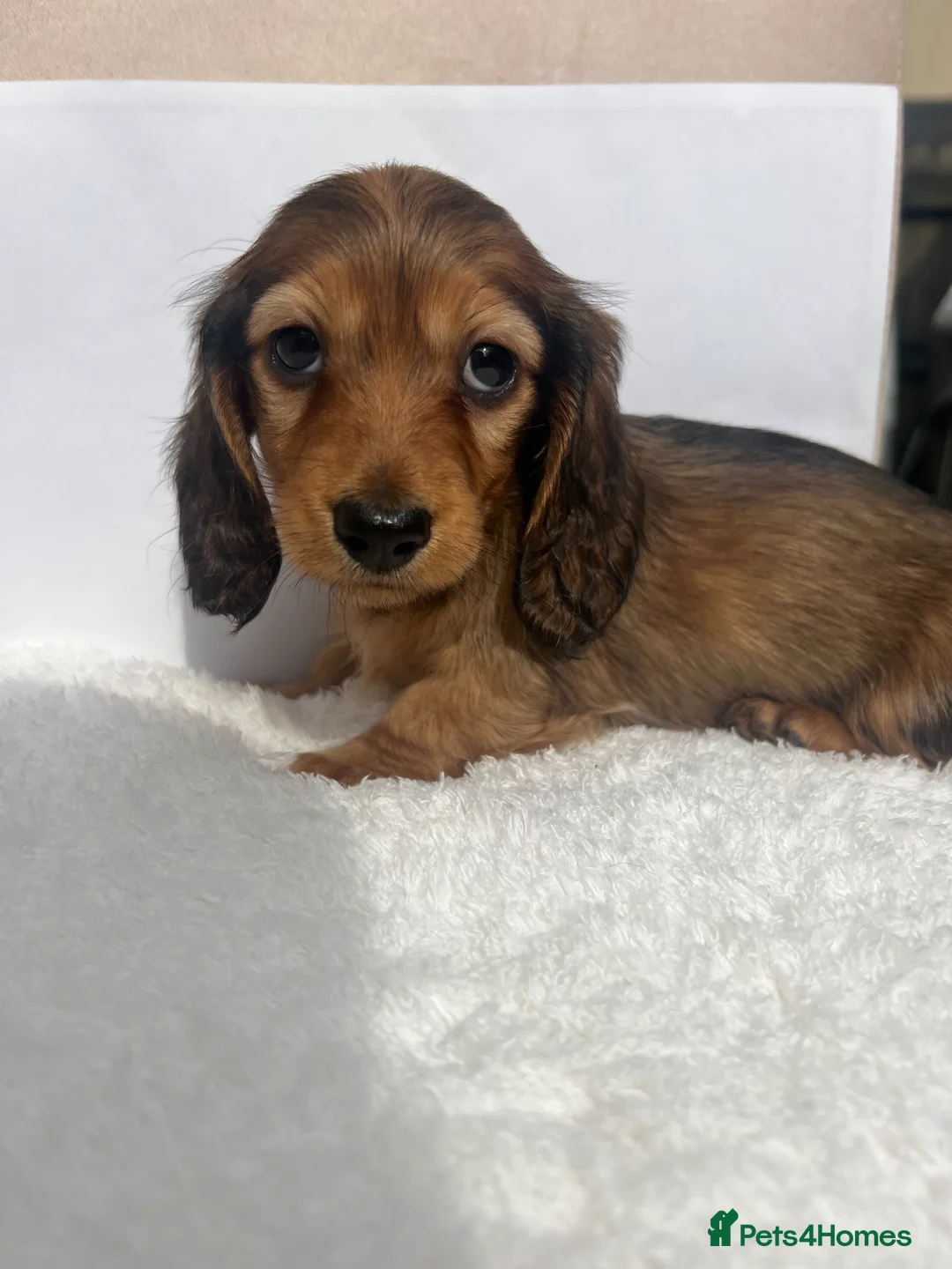 Miniature Dachshund dogs for sale: Mini long haired dachsund puppies  - Advert 2
