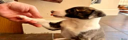 Lurcher dogs for sale: ColliexGreyhoundxwhippet Lurcher Puppies in Gloucester - Advert 13