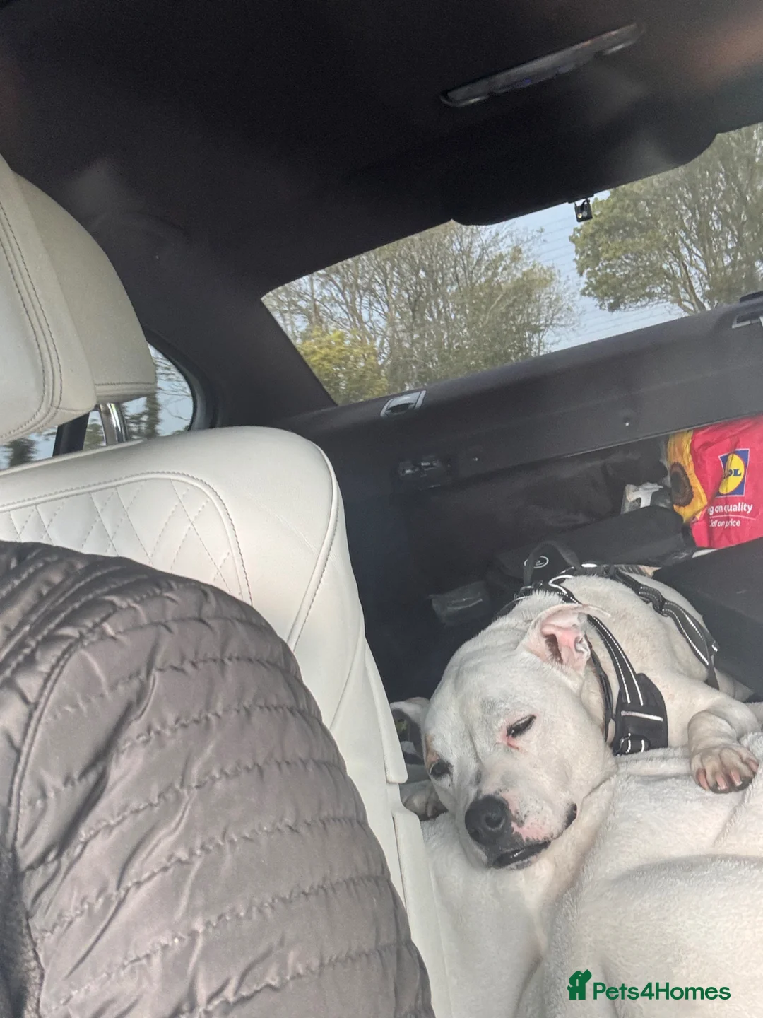 Staffordshire Bull Terrier dogs for sale: Oakley in Worthing - Advert 5