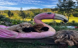 Cockapoo dogs for sale: Lovely litter cockapoo  - Image 6