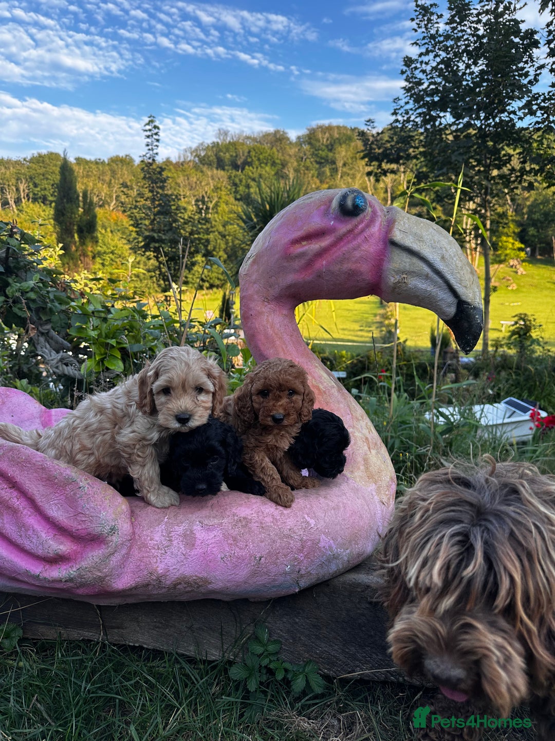 Cockapoo dogs for sale: Lovely litter cockapoo  - Image 6
