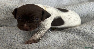 German Shorthaired Pointer dogs - Advert 2