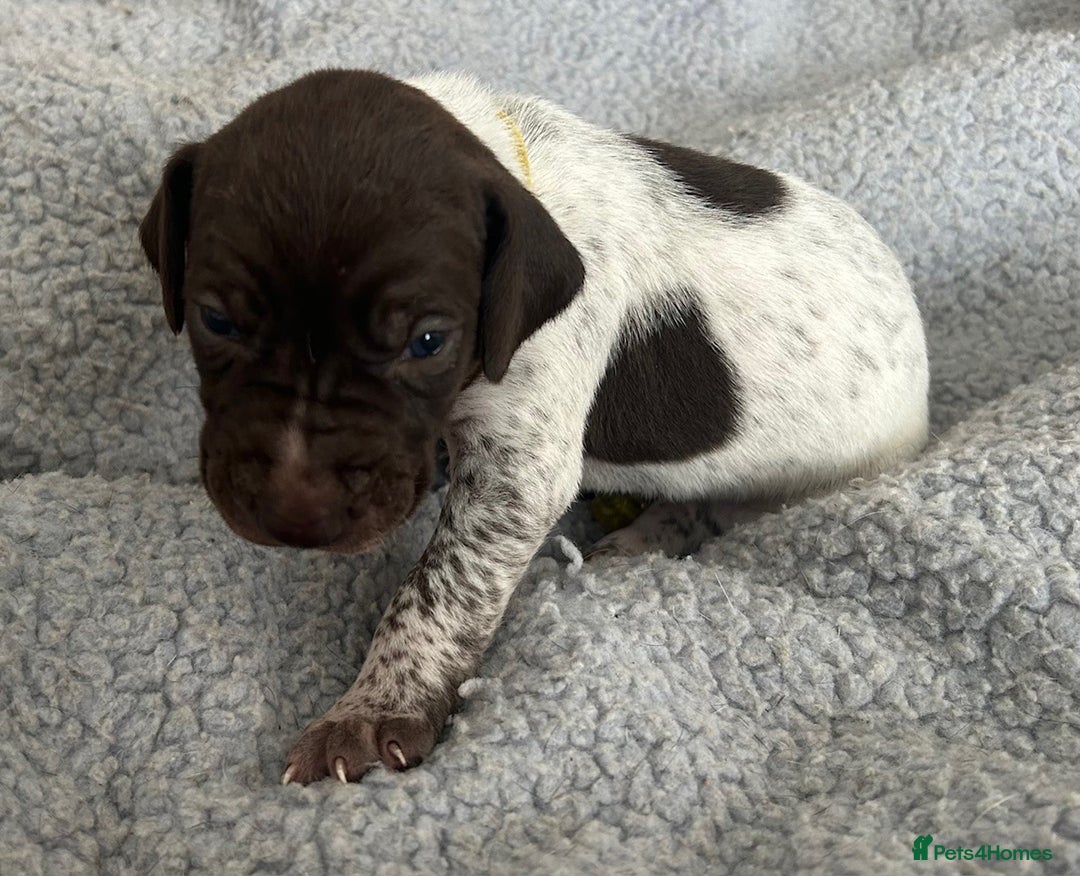 German Shorthaired Pointer dogs for sale: Pure GSP Puppies For Sale - Image 2