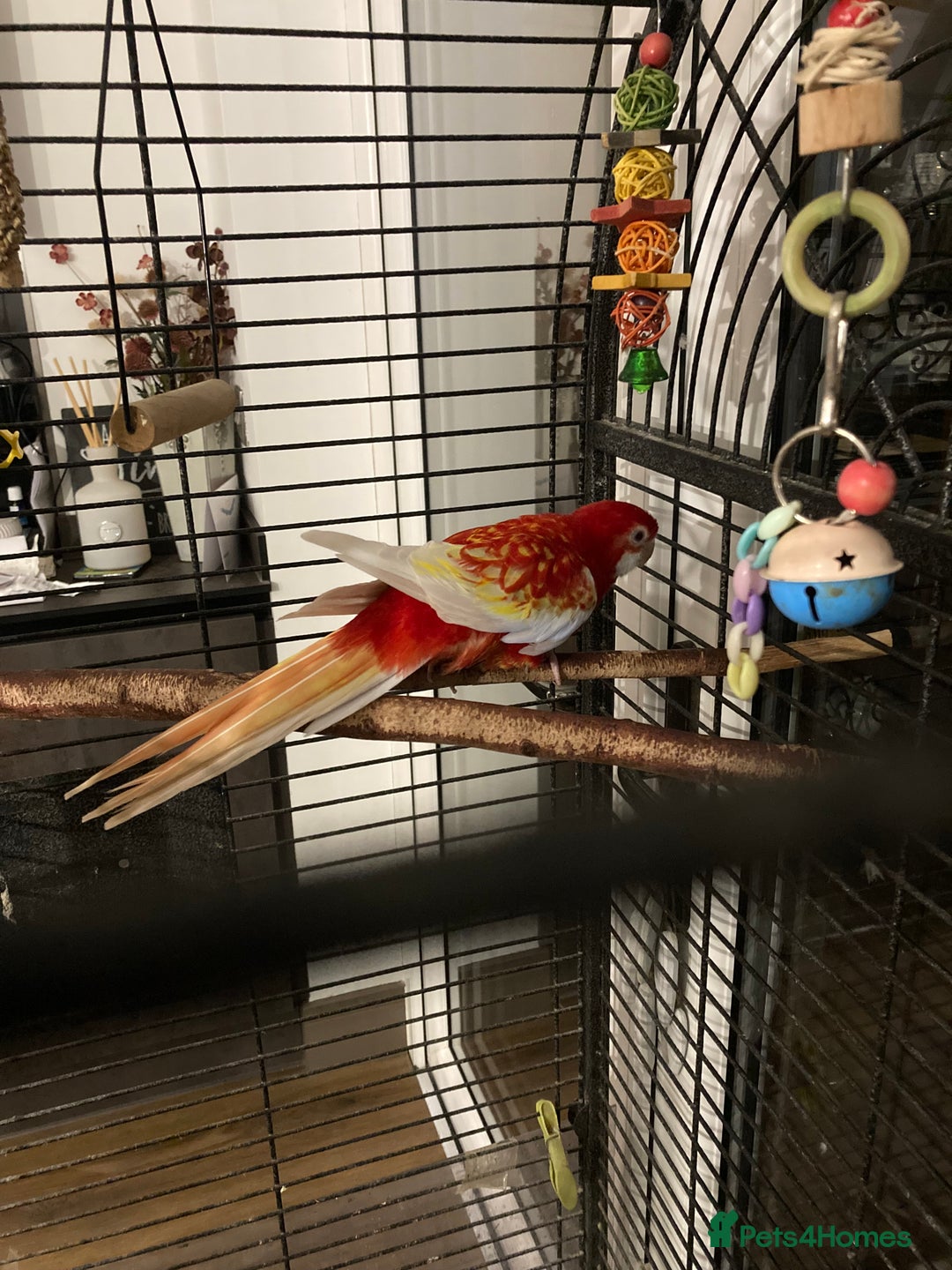 Parrots birds for sale: Rosella  - Advert 4