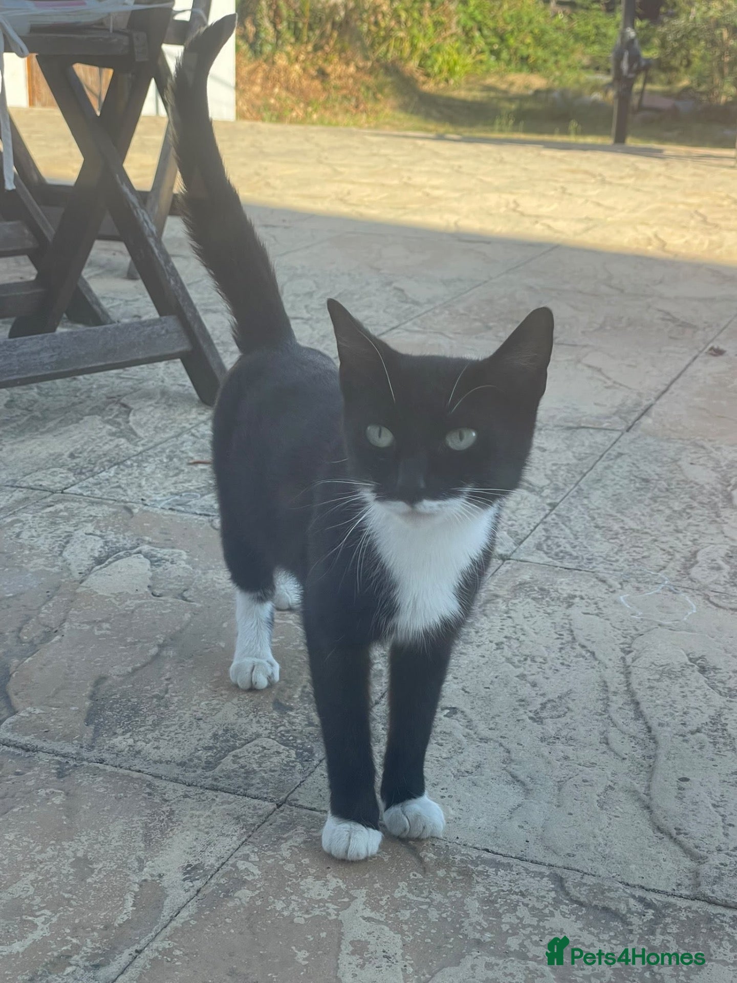 Mixed Breed cats Kitten shorthair female cat - Advert 1