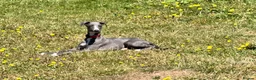 Whippet dogs for sale: Beautiful Blue 28 week old whippet sisters💞£1800  - Advert 1