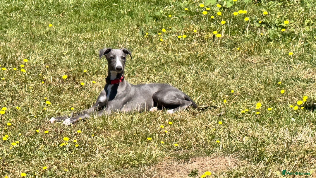 Whippet dogs for sale: Beautiful Blue 28 week old whippet sisters💞£1800  - Advert 1