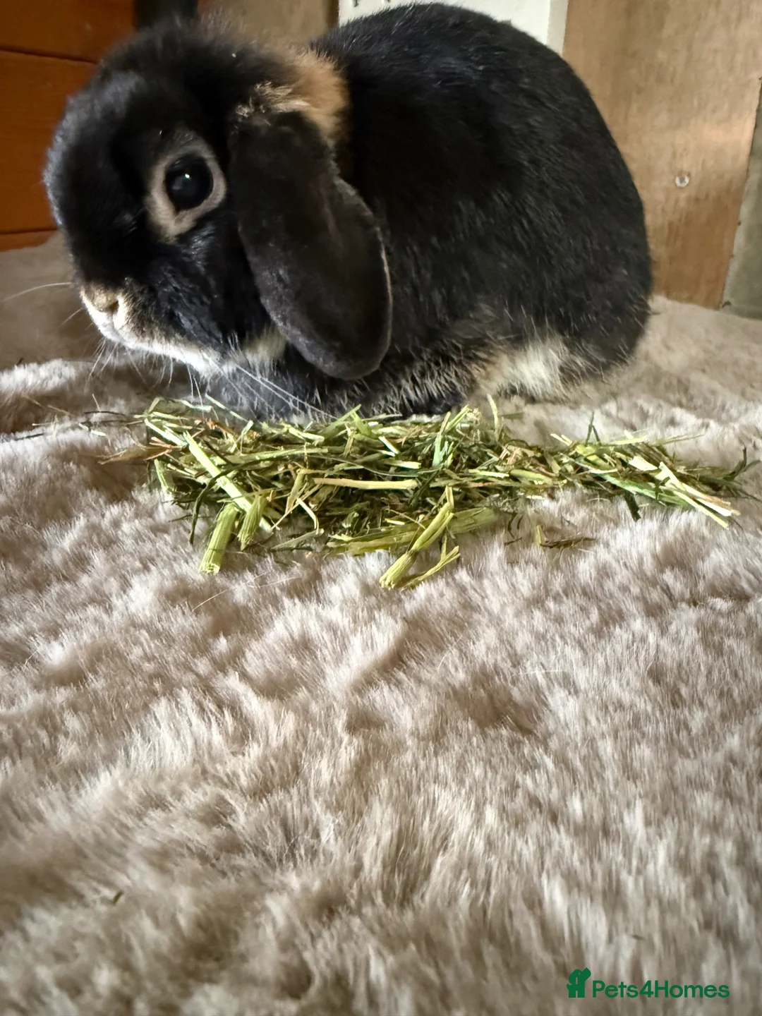 Mini Lop rabbits for sale: Lovely Mini lop girl  - Advert 5