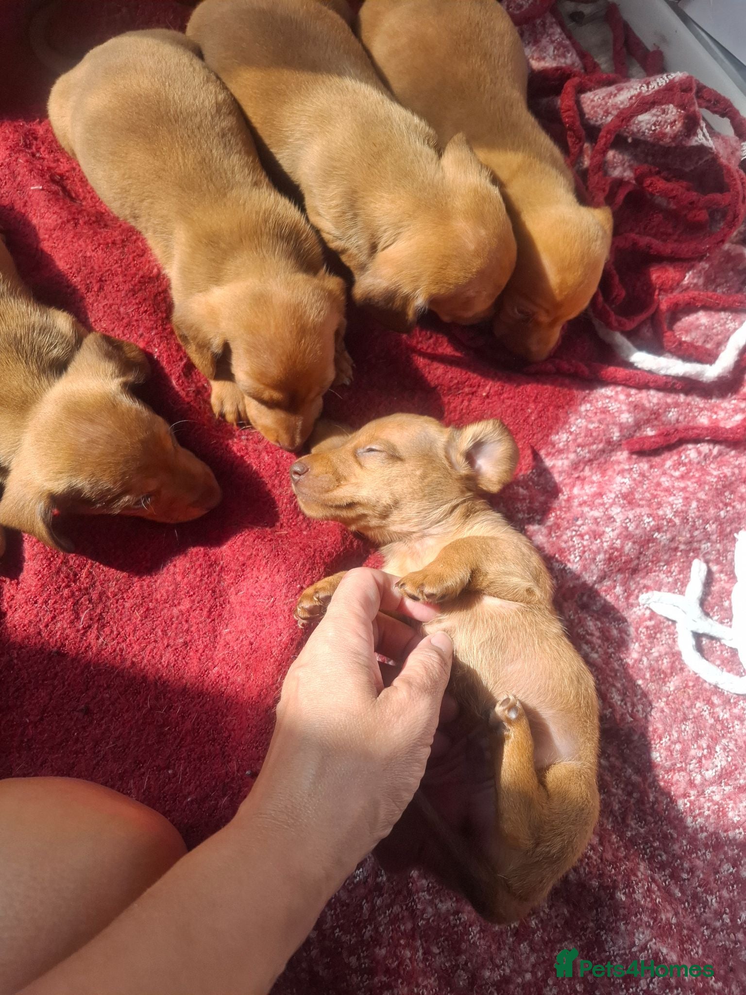 Dachshund dogs Dashonds - Advert 13