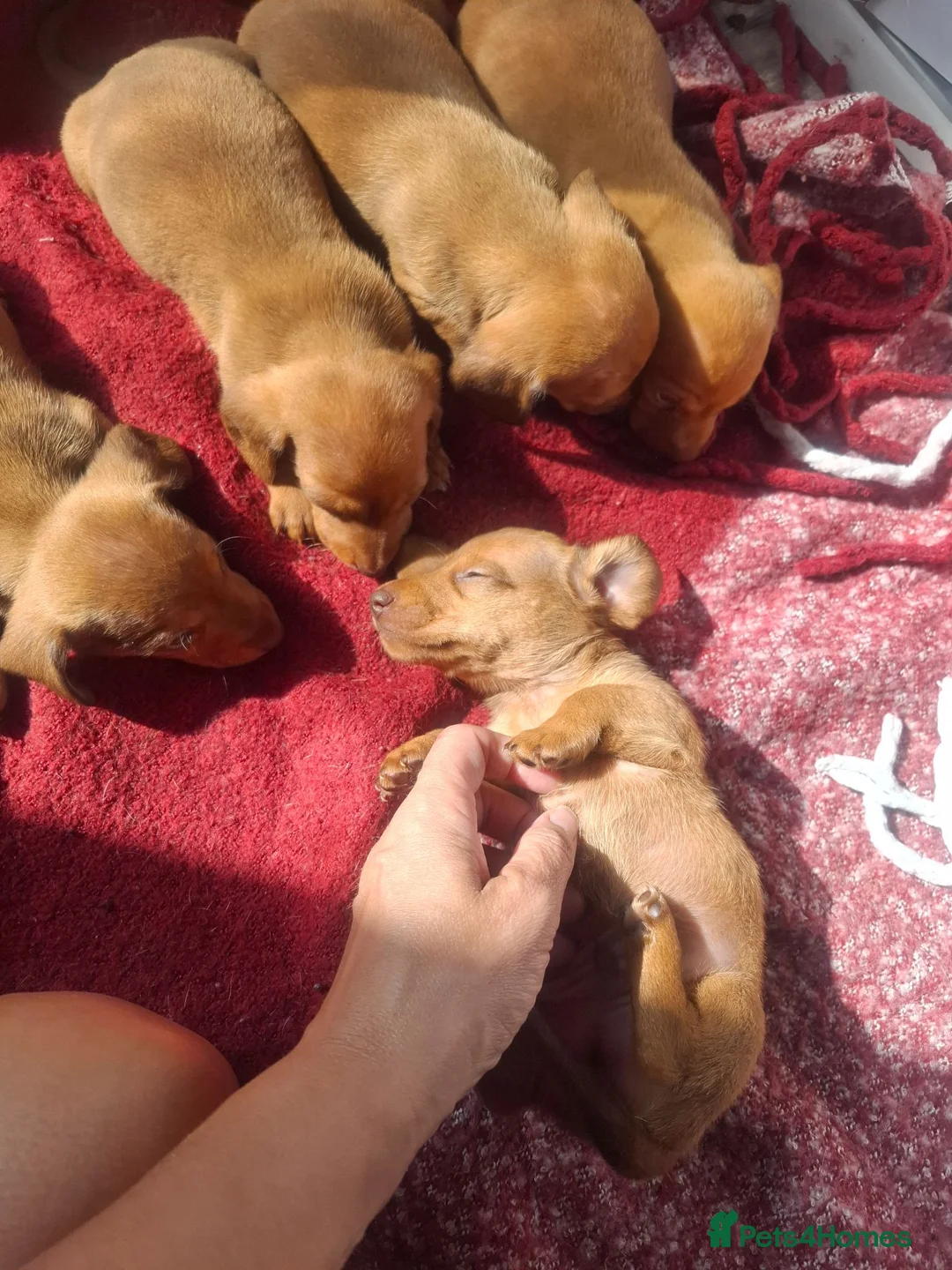 Dachshund dogs for sale: Dashonds - Advert 1