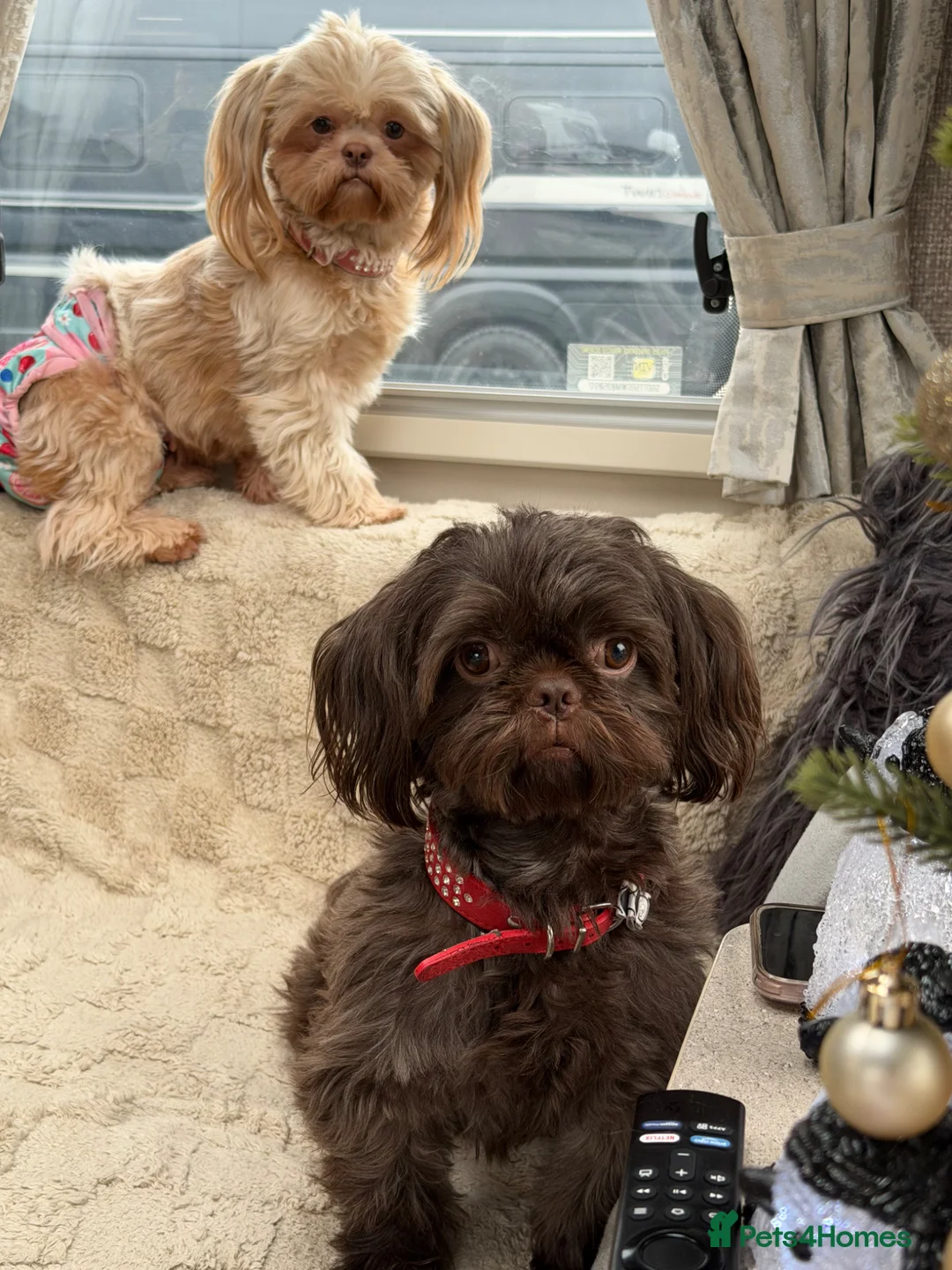 Shih Tzu dogs for sale: Imperial shihtzu puppies  - Advert 15