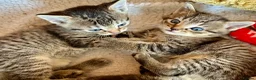 Bengal cats for sale: Glittery Bengal X With Famous References! - Advert 4