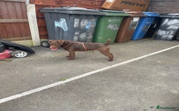 Patterdale Terrier dogs for sale: Patterdale dog - Image 6