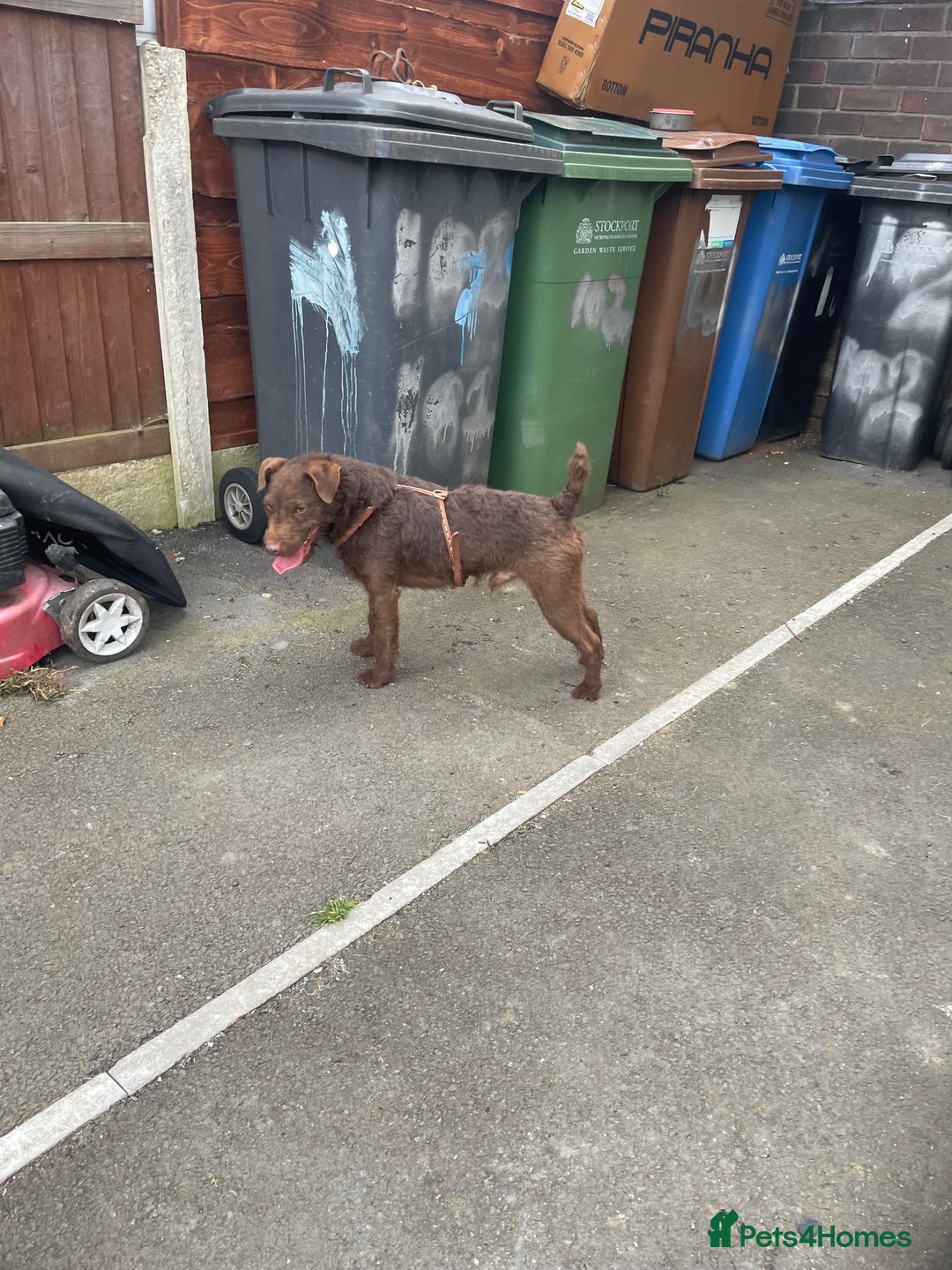 Patterdale Terrier dogs for sale: Patterdale dog - Image 6