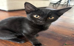 Mixed Breed cats for sale: 3 kittens.. two boys one girl free.. - Image 1