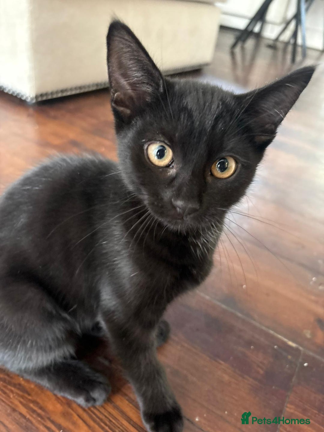 Mixed Breed cats for sale: 3 kittens.. two boys one girl free.. - Image 1
