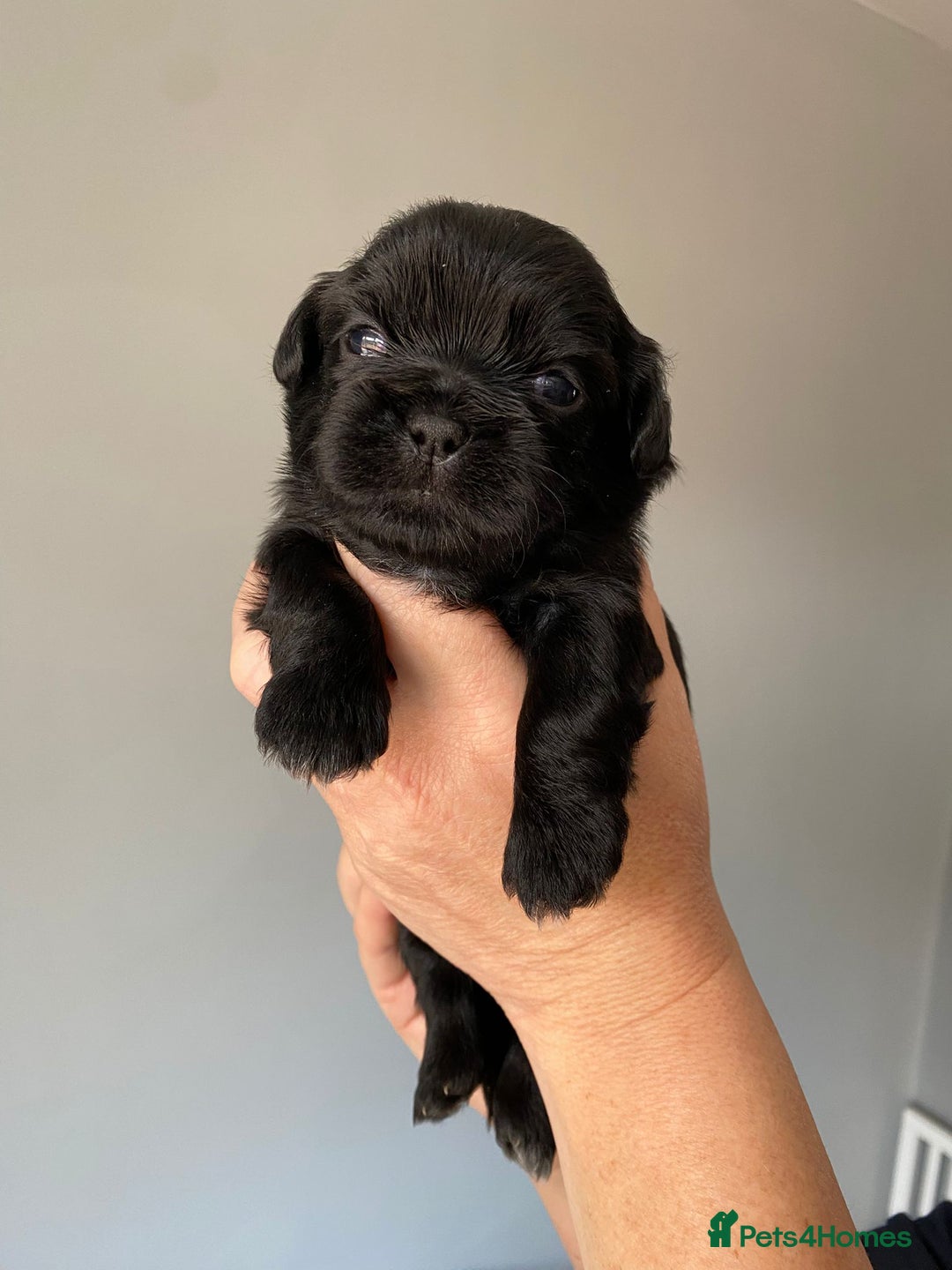 Shih Tzu dogs for sale: 5 Beautiful Shih Tzu for sale - Image 7