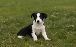 Mixed Breed dogs for sale: 🐾 Jack Russell x Border Collie Puppies  - Image 7
