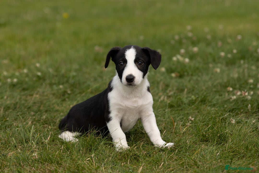 Mixed Breed dogs for sale: 🐾 Jack Russell x Border Collie Puppies  - Image 7