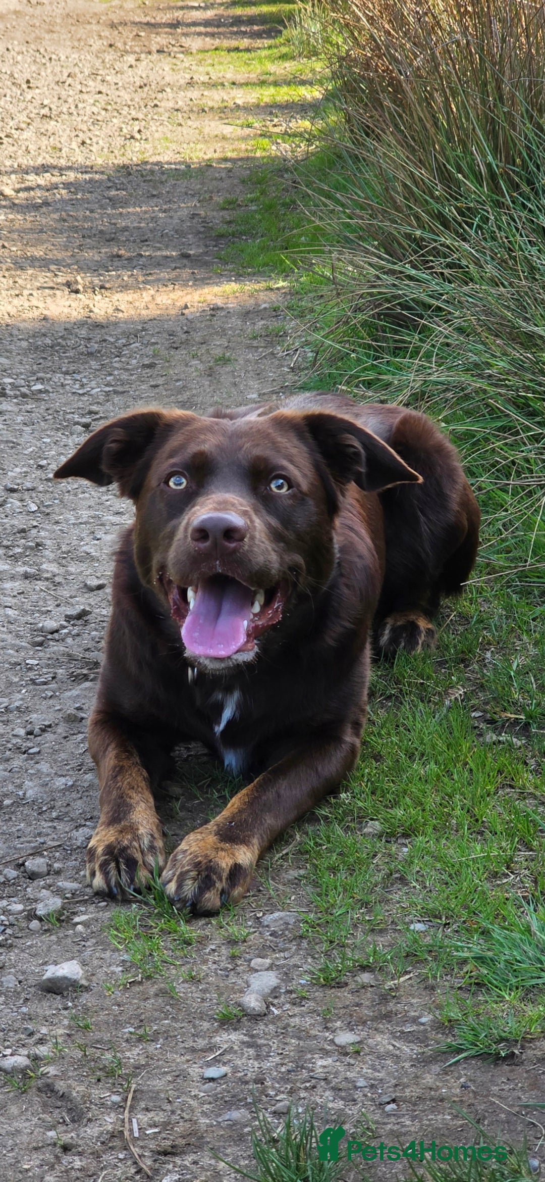 Borador dogs for stud: Borador for Stud - Image 1