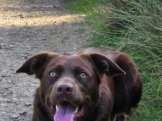 Borador dogs for stud - Advert 1