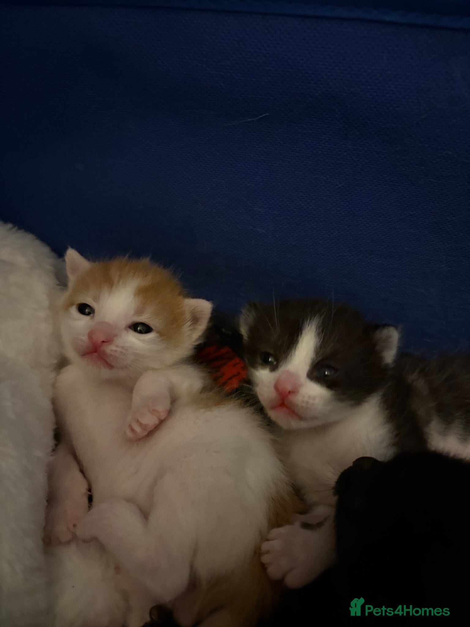 Domestic Shorthair cats Beautiful litter of kittens - Advert 12