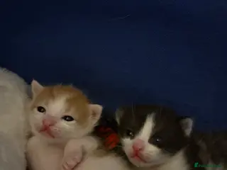Domestic Shorthair cats Beautiful litter of kittens - Advert 5