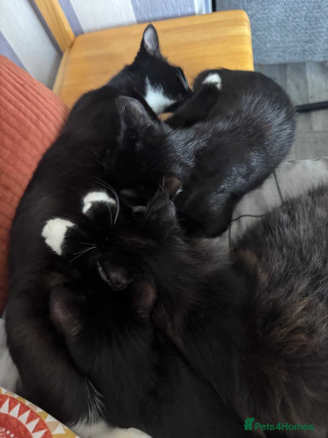 Domestic Shorthair cats for sale: 2 Bonded 3-months-old Black Kittens  - Image 7