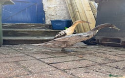 Ducks poultry for sale: Indian Runner Ducks x3 - Image 2