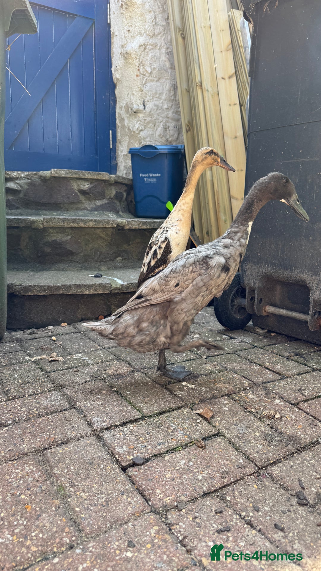 Ducks poultry for sale: Indian Runner Ducks x3 - Image 2