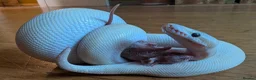 Python Snake reptiles for sale: Super pastel butter royal python - Advert 9