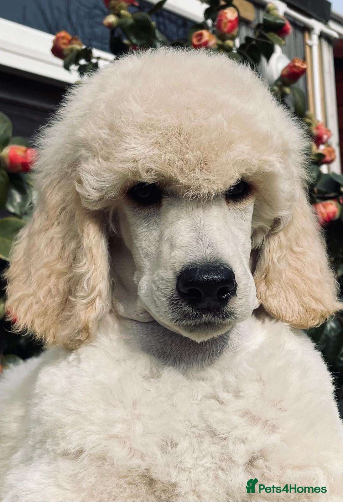 Standard Poodle dogs Outstanding Standard Poodle Puppies - Advert 3