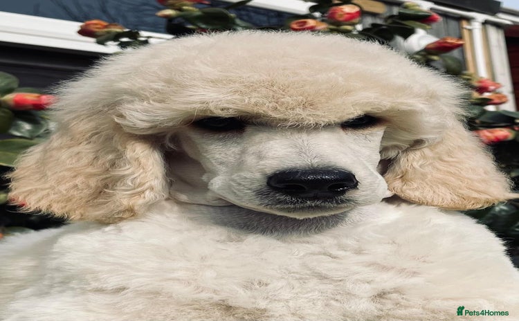 Standard Poodle dogs Outstanding Standard Poodle Puppies - Advert 3