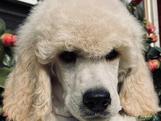 Standard Poodle dogs Outstanding Standard Poodle Puppies - Advert 3