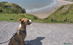 Mixed Breed dogs for adoption: Urgent Foster Needed  - Advert 3